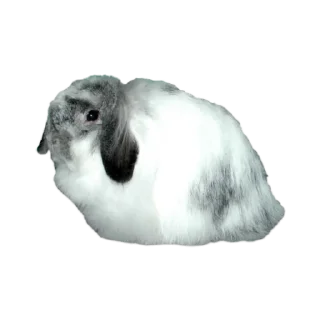 🐦