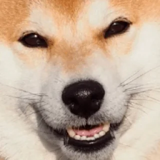 🐶