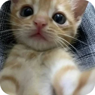 🐱