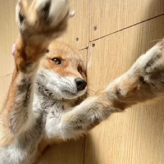 🦊