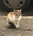 😾