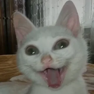 😂