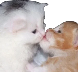 💓