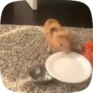 🍽