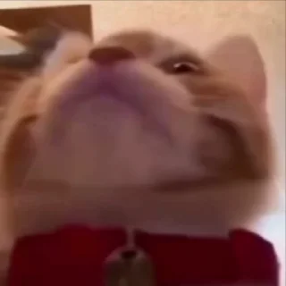 🐈‍⬛