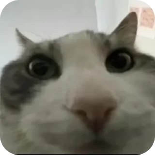 🧐