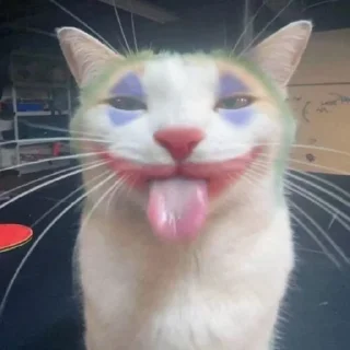 🐱