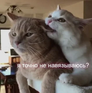 🥺