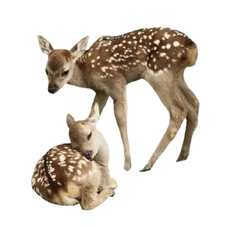 🦌