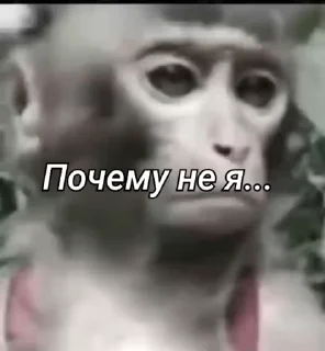 Бибизянки 6 > @bibizyankii