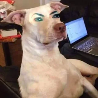 🐶