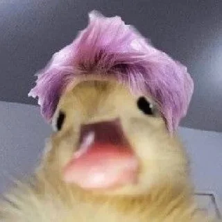 🦆