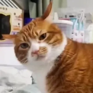 🐾