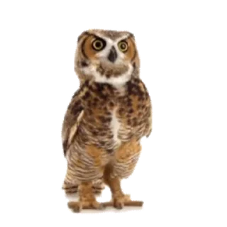 🦉