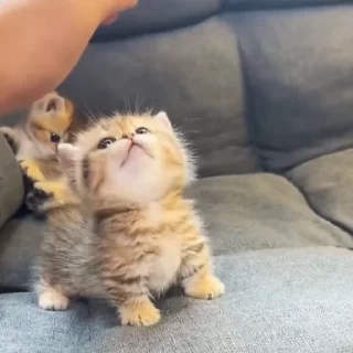 🐈