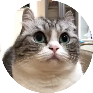 😺