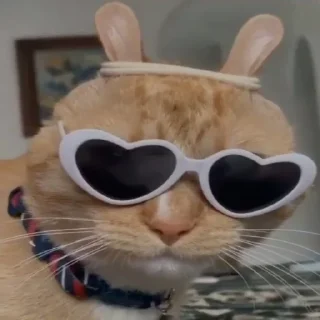 🐰
