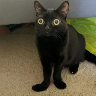 😶