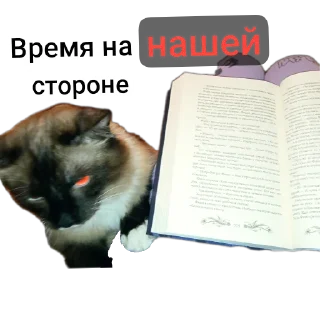 🐱