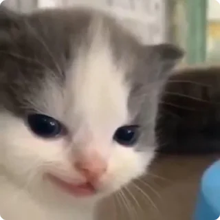 😼
