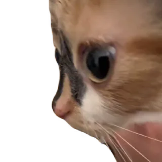 👀