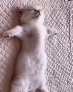 😴