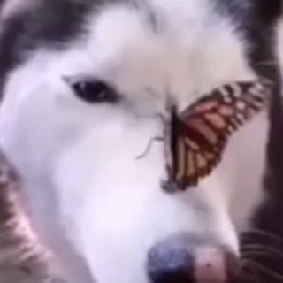 🌟