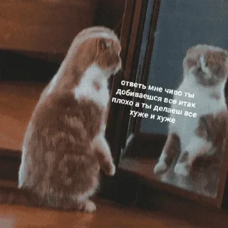😺