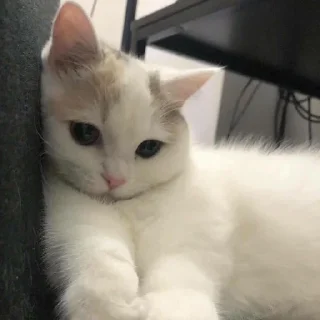 🐱