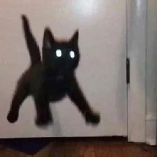 🐈