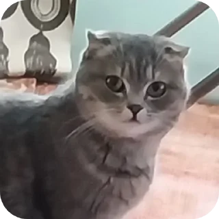 🐱