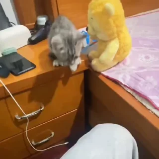 🐈
