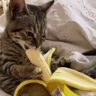 🐈