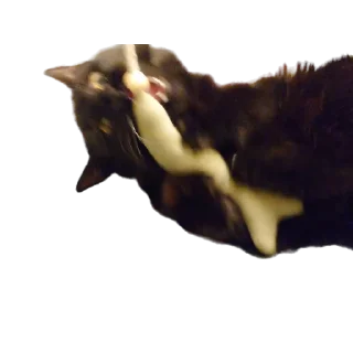🐟