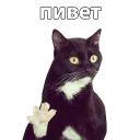 Котичи
