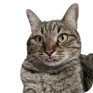 🐱
