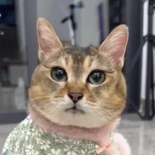 💖