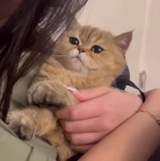 🐱