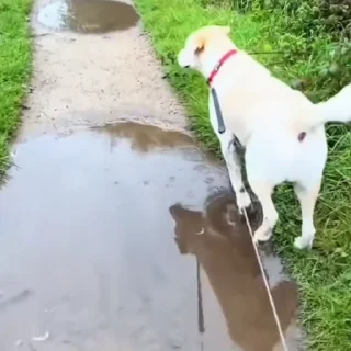 🐩