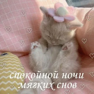 @pictureforcutepeople утроночи