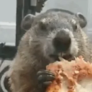🍕