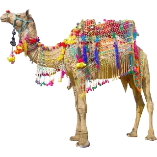 🐫