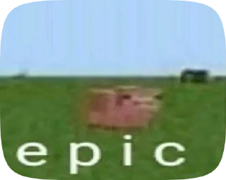 🐷