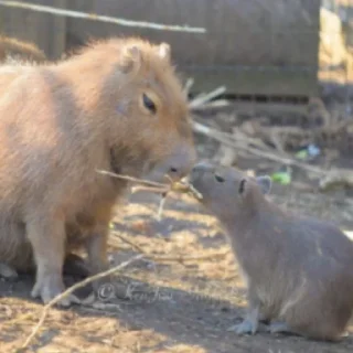 💋