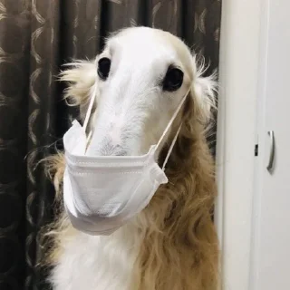 😷