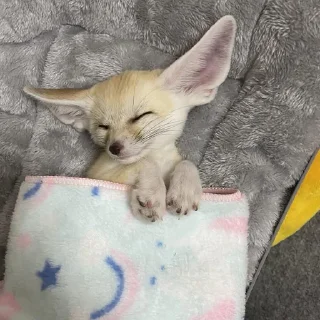 😴