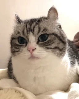 VideoKomaru by @komaru_GIF