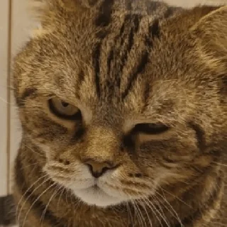 🫡