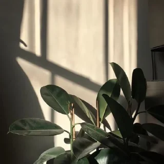 🌿