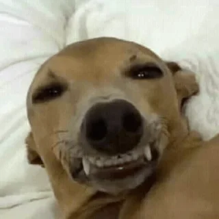 🐶